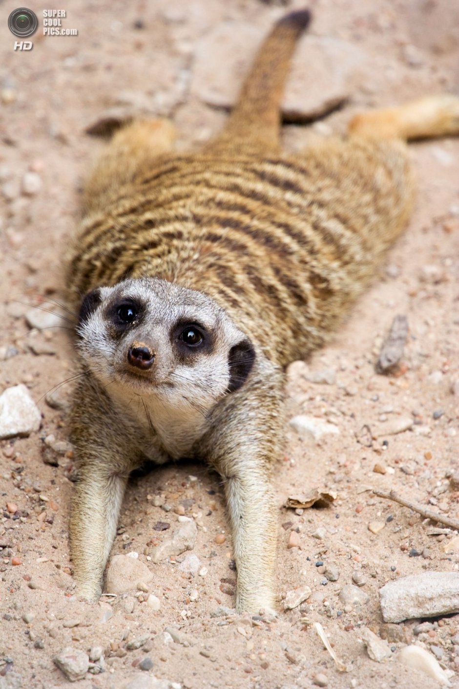 Сурикаты National Geographic
