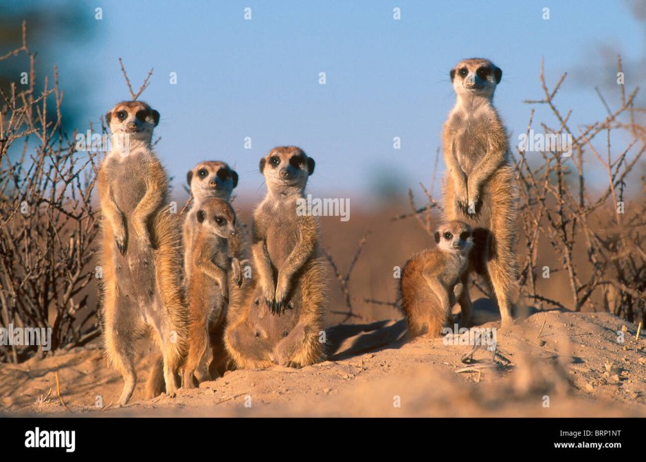 Billy the Meerkat animals United