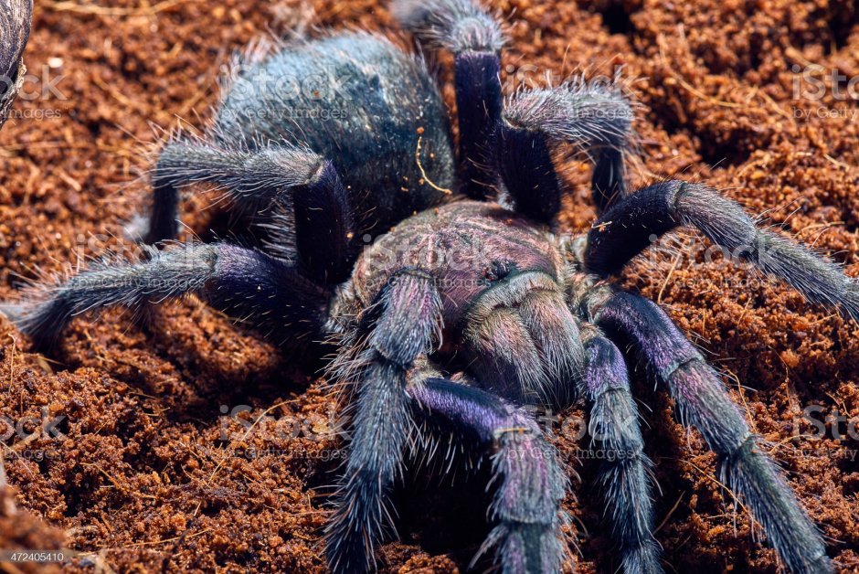 Phormictopus SP. "Green femur"