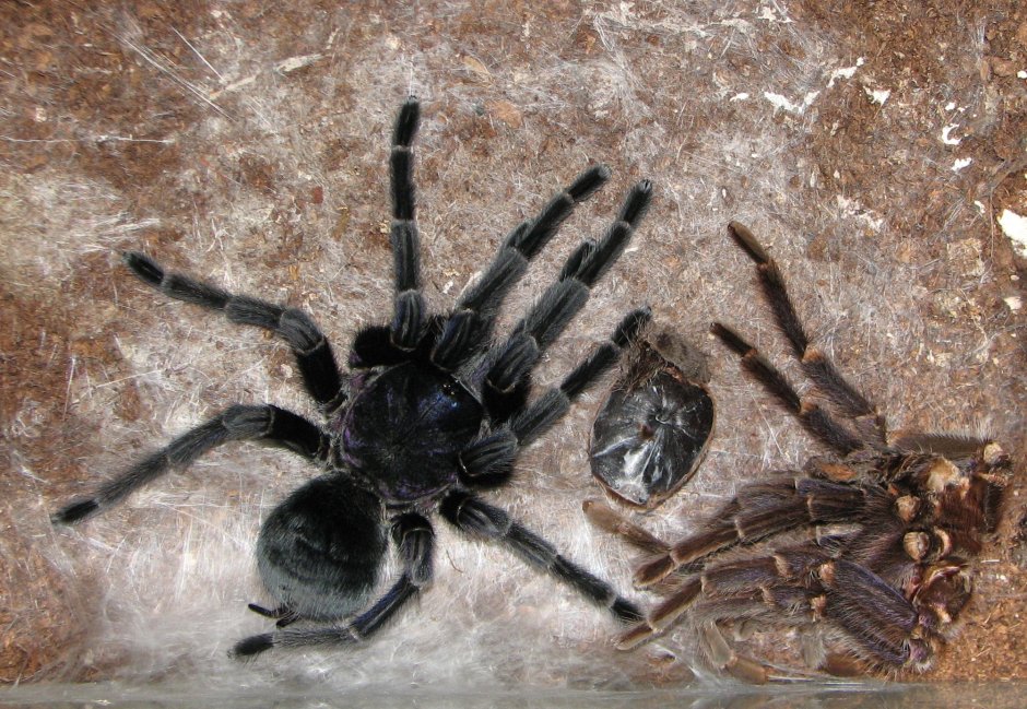 Phormictopus SP. "Green femur"