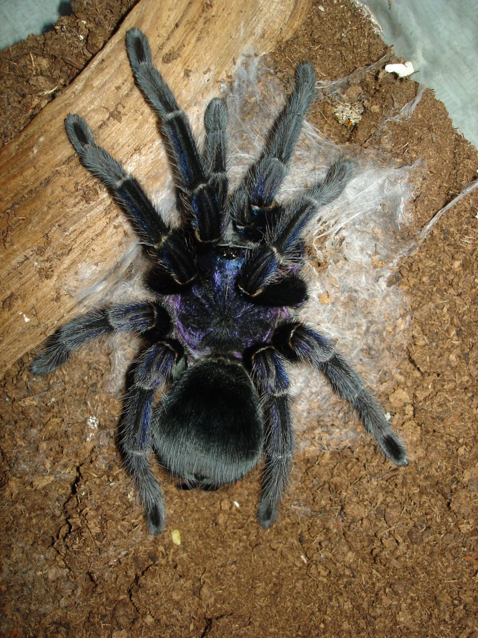 Паук-птицеед Phormictopus SP. "Green femur