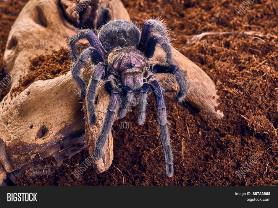 Птицеед auratus