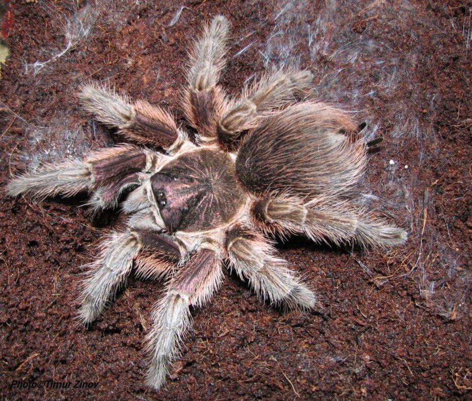 Aphonopelma seemanni