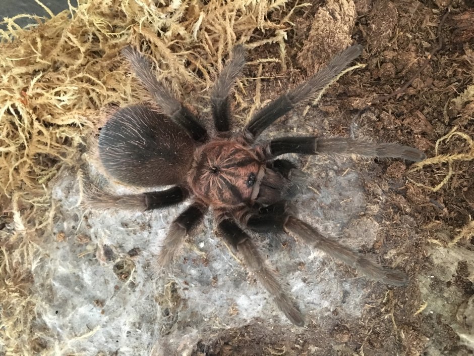Паук Monocentropus balfouri