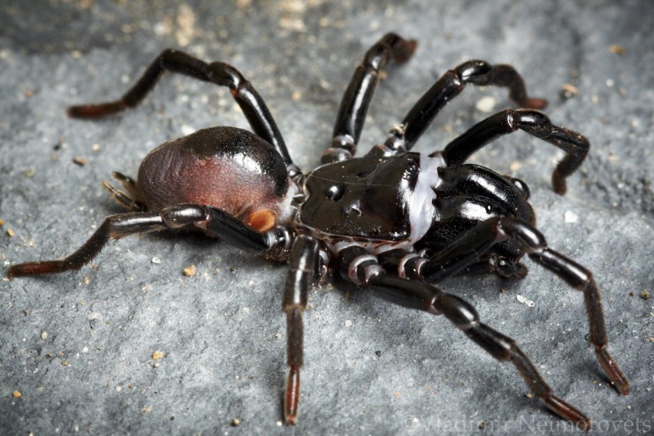 Megaphobema robustum