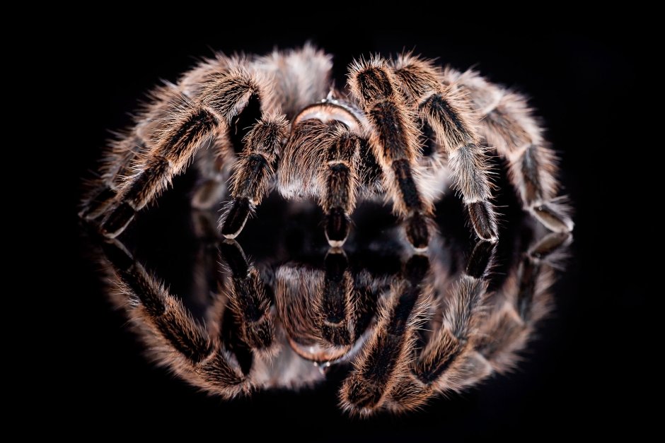 Phormictopus SP. "Green femur"