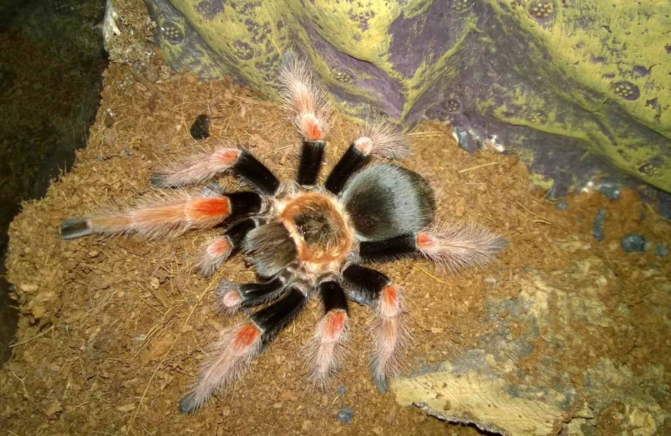 Паук-птицеед Phormictopus auratus