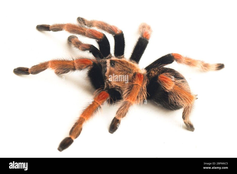 Brachypelma baumgarteni