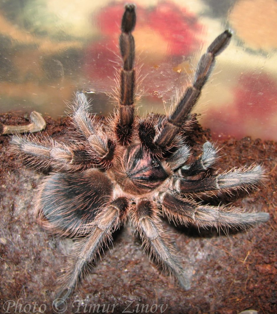Phormictopus Cubensis