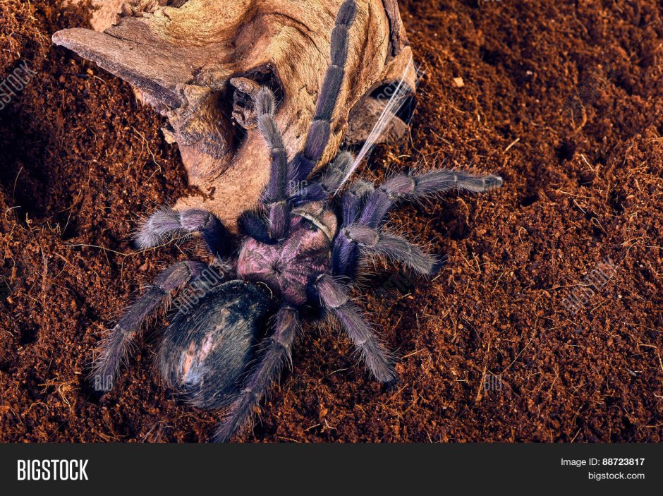 Information about Tarantula essay