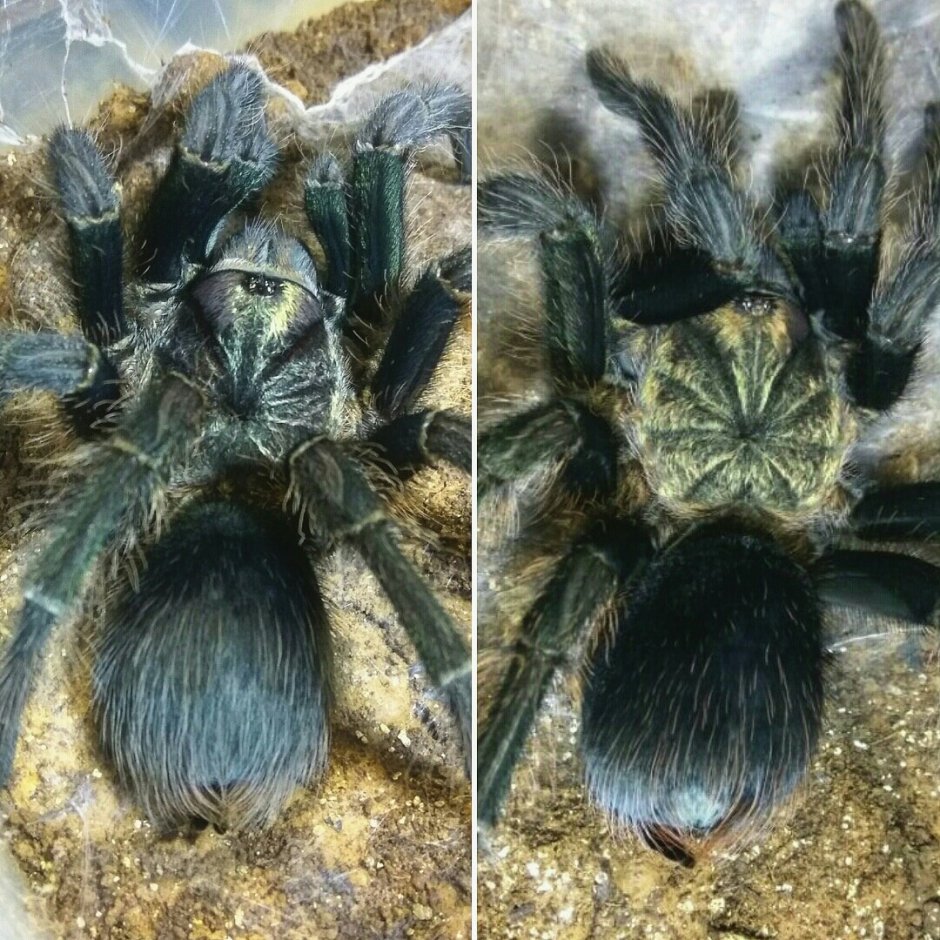 Poecilotheria tigrinawesseli