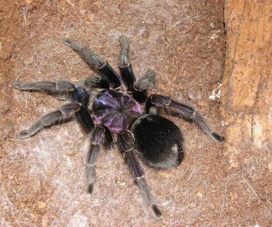 Паук-птицеед Phormictopus auratus