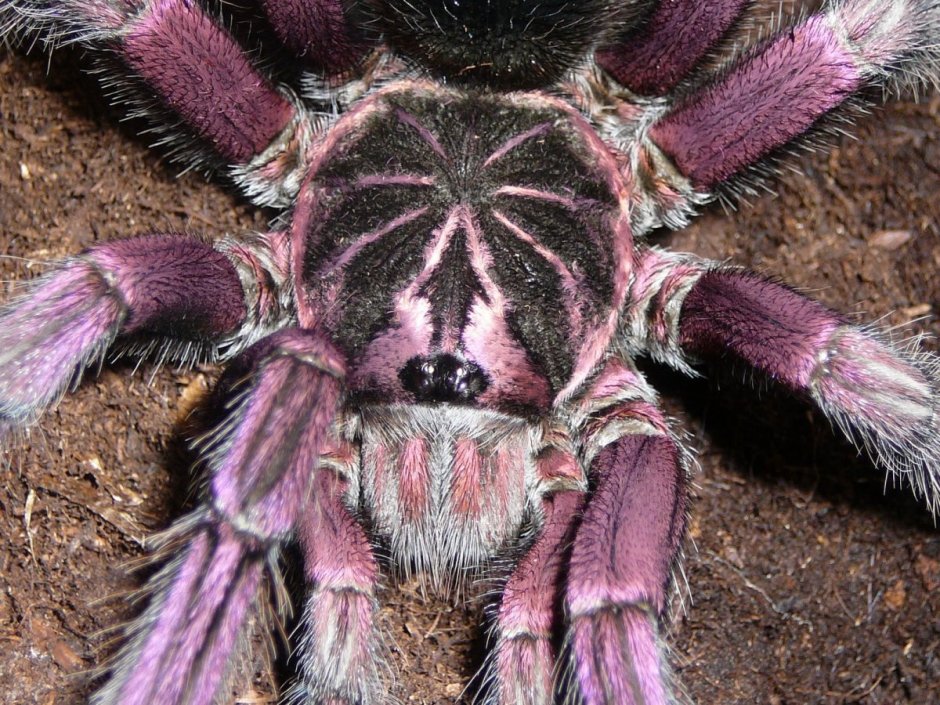 Паук Acanthoscurria geniculata
