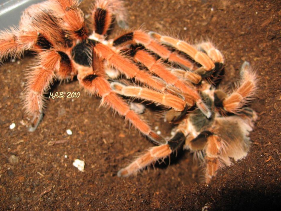 Паук птицеед Poecilotheria Metallica