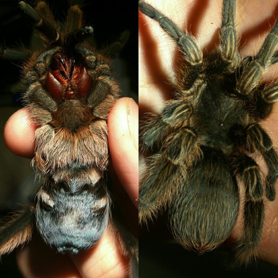 Poecilotheria Metallica паук