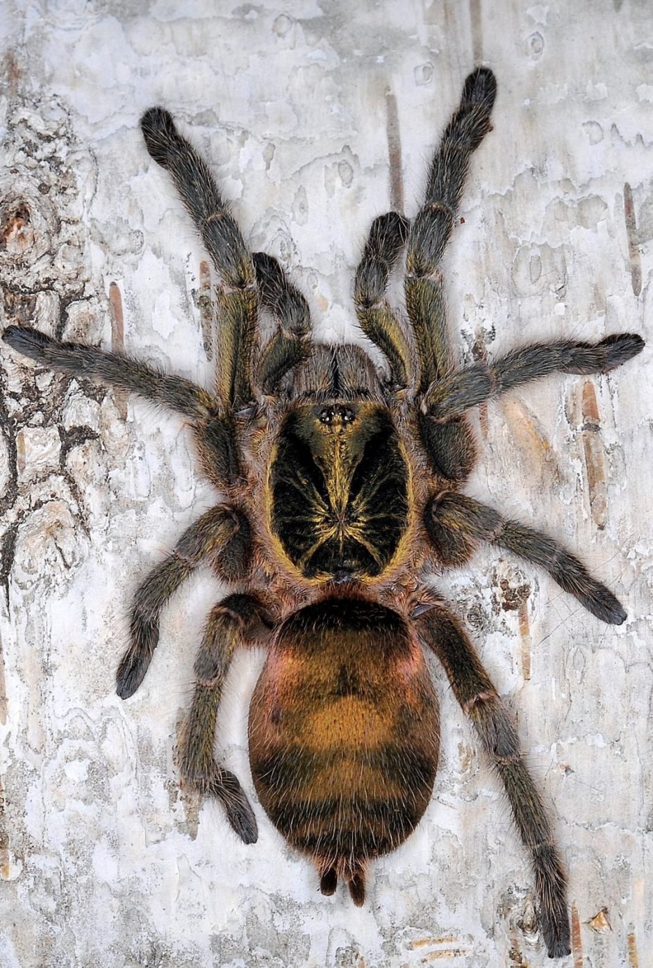 Geniculata Spider 1920х640 фото