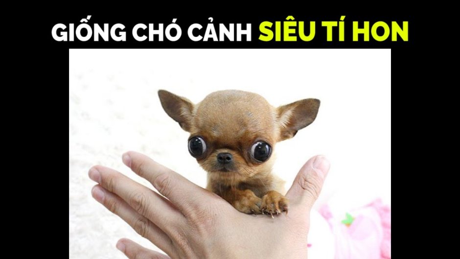 Чихуахуа карманная бесшерстная