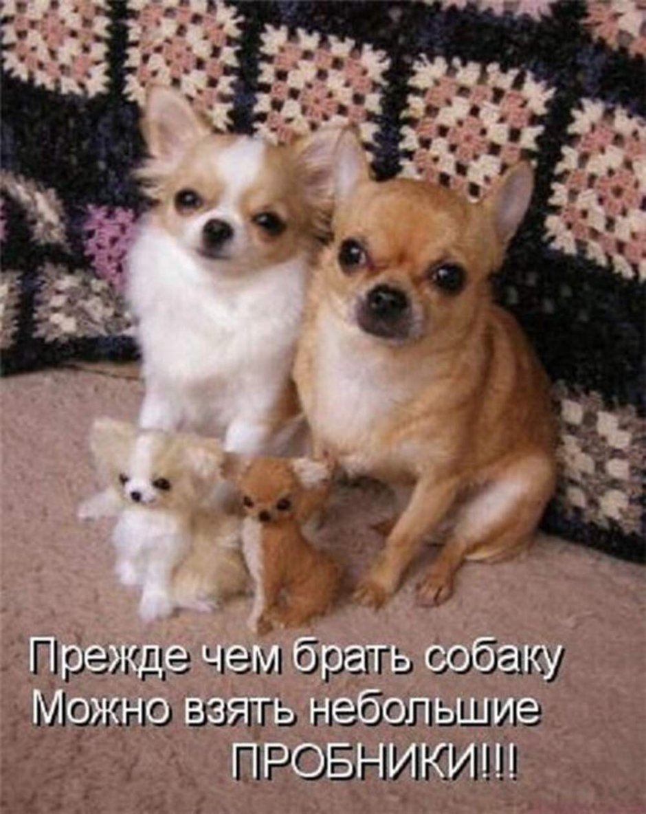 Две чихуахуа