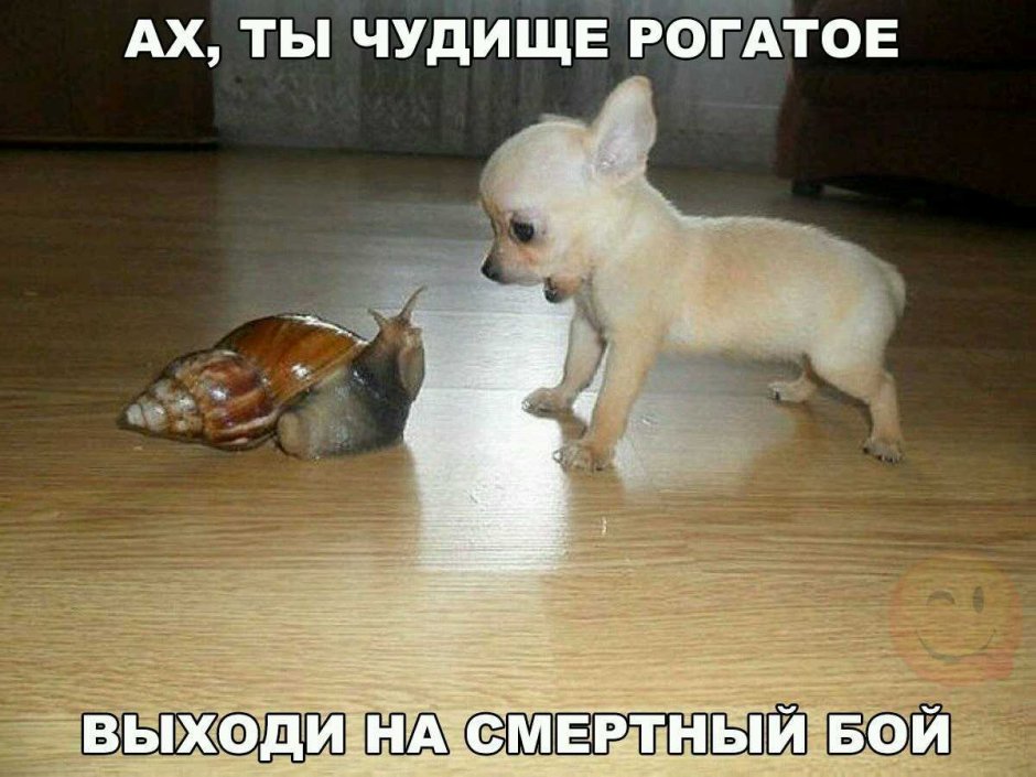 Чихуахуа мини