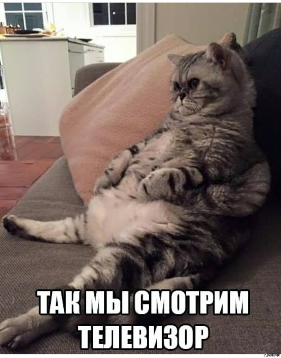 Милый толстый кот