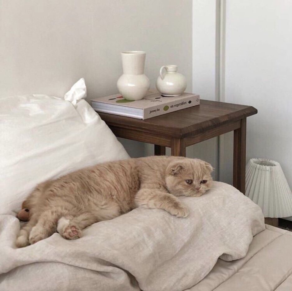 Милый котик лежит