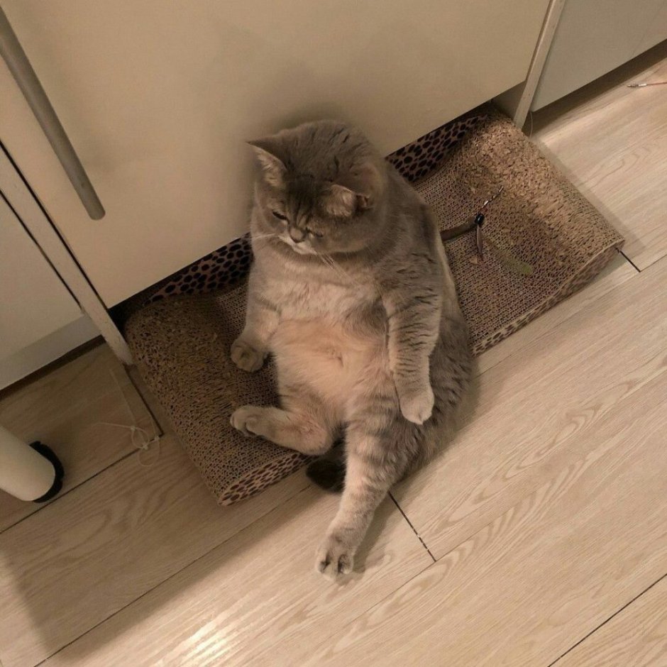 Толстый кот сидит