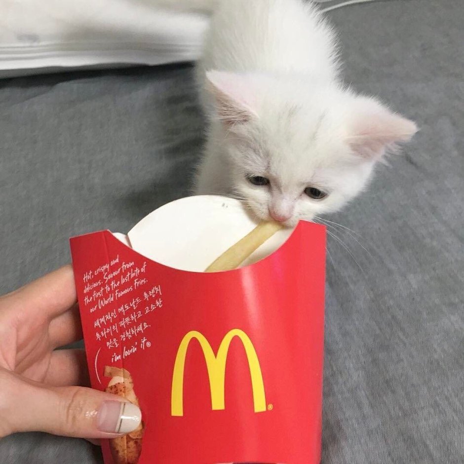 Недовольный кот арт