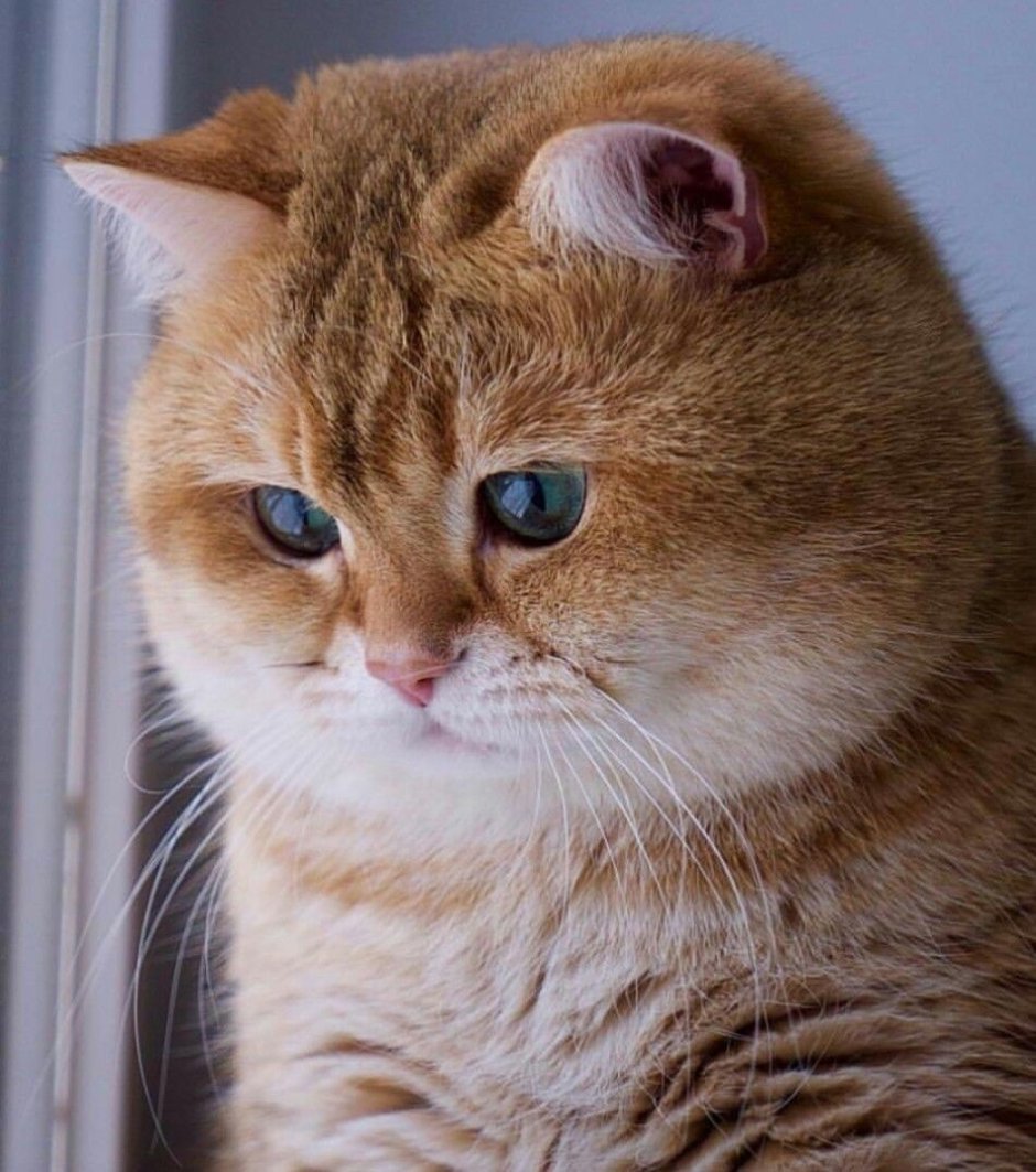 Кот в колпачке