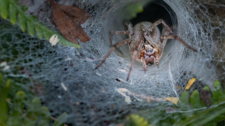 Гнездо паука птицееда