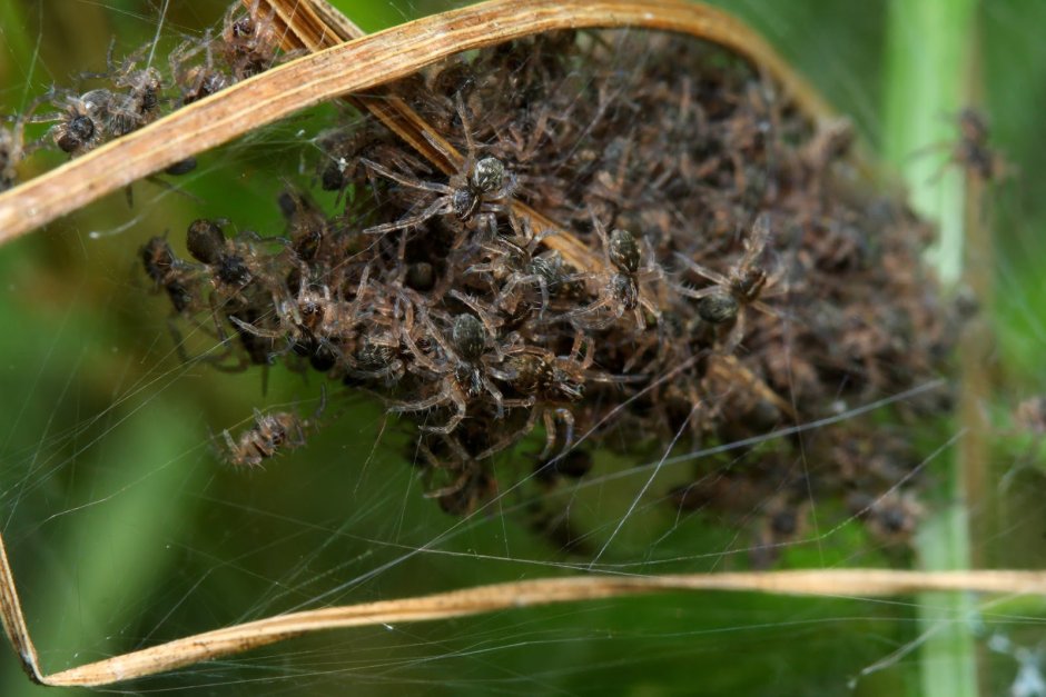 Гнездо сенокосцев