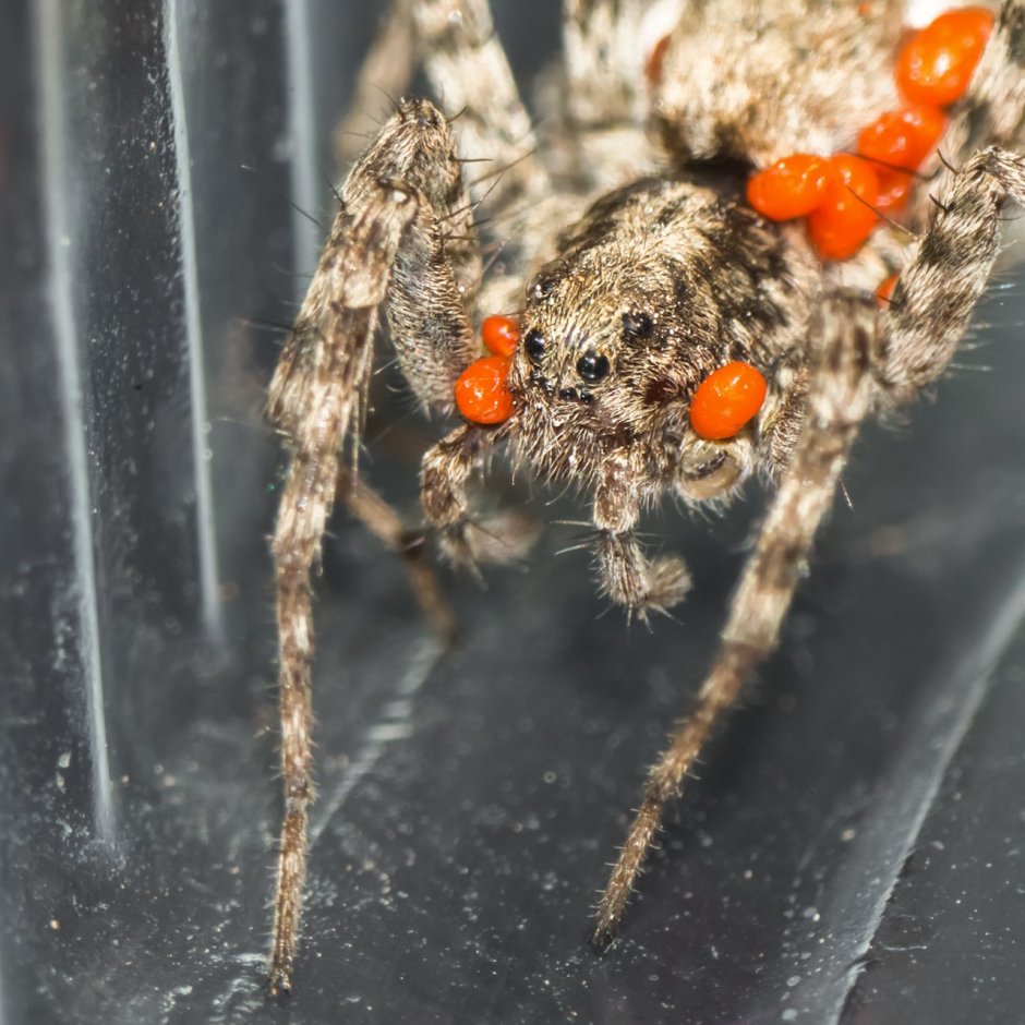 Паук Агриппина паучата