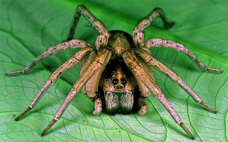 Паук-волк (Кауаи)