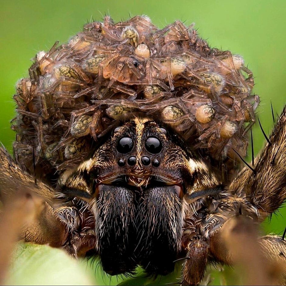 Паук Агриппина паучата