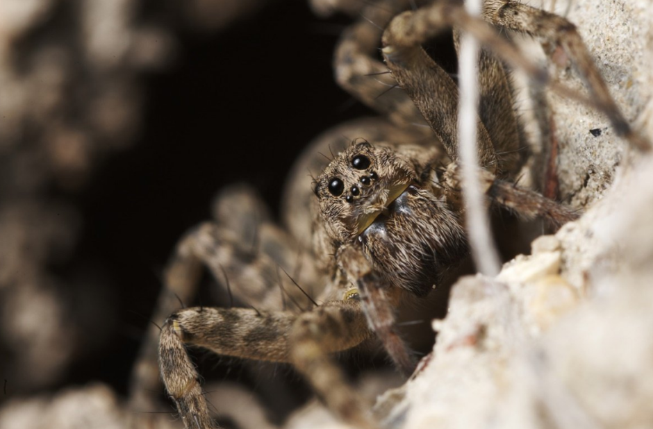 Паук волк с паучатами