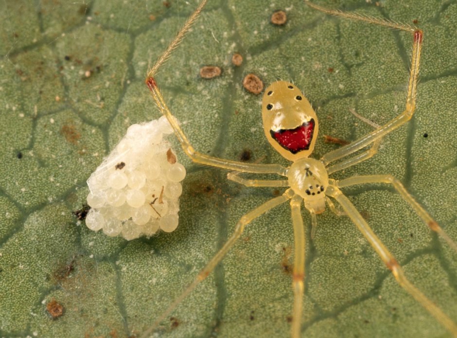 Theridion grallator