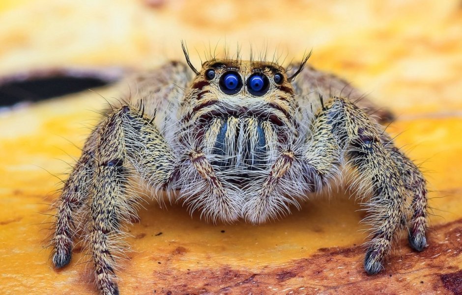 Королевский паук скакунчик