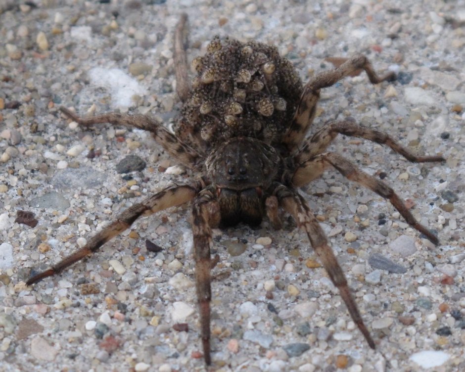 Паук волк с паучатами