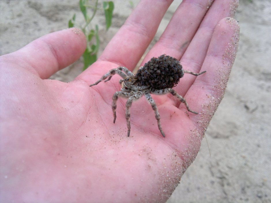 Южнорусский Тарантул с паучатами