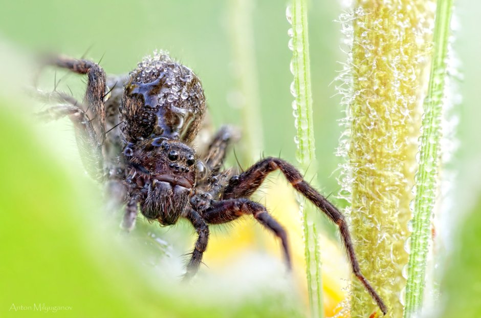 Паук волк с паучатами
