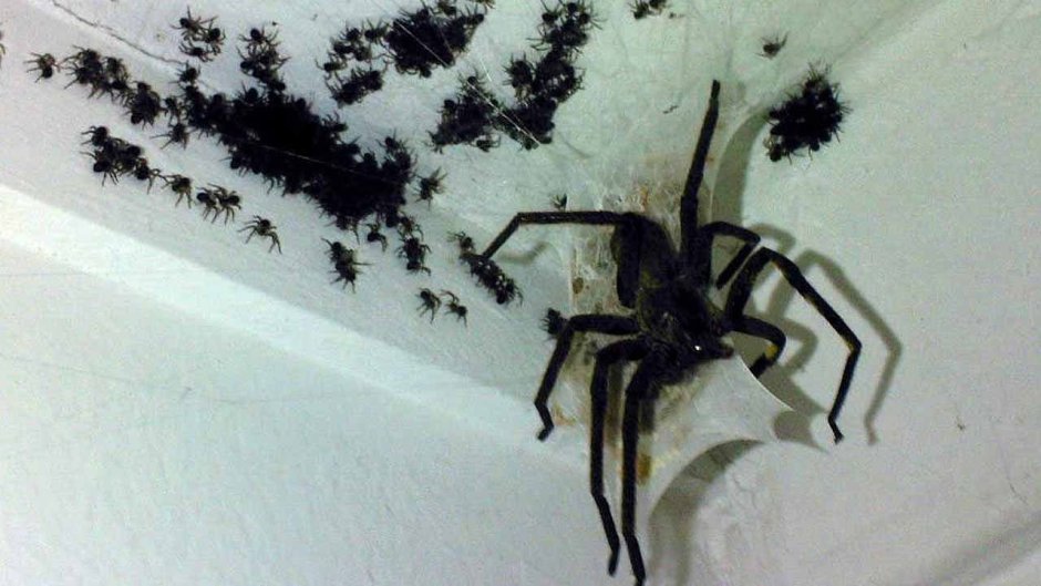 Гигантский паук в квартире