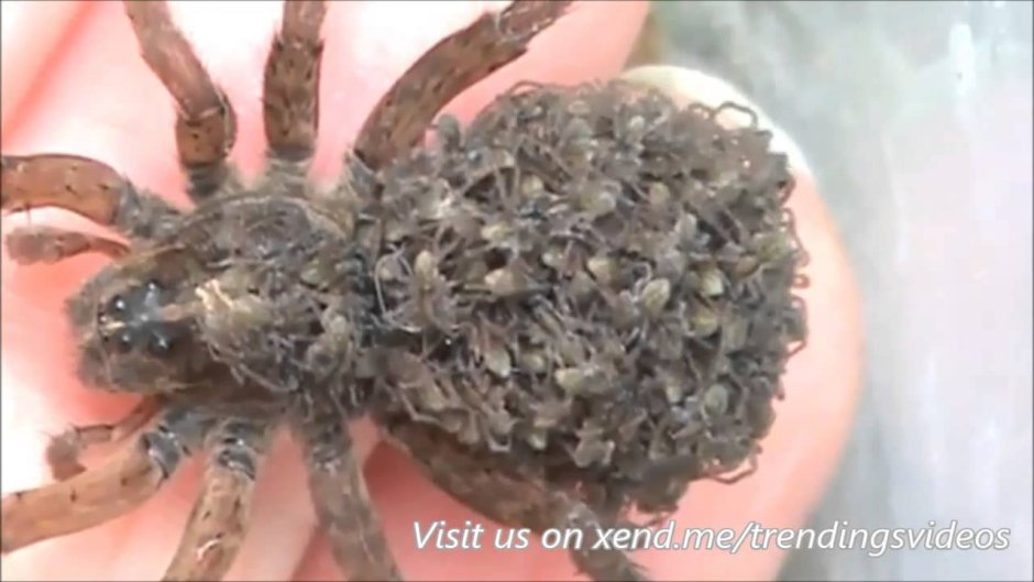 Тарантул с детьми на спине