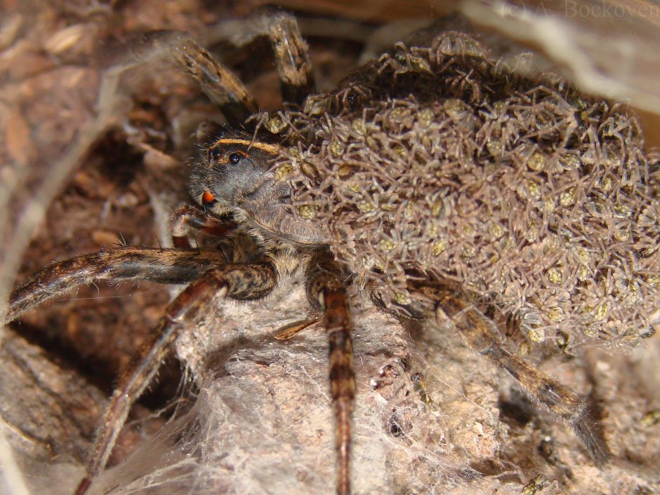 Детки пауков