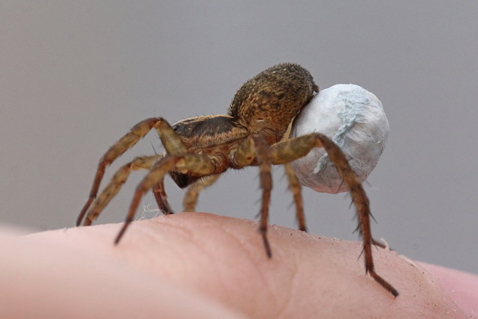 Паук волк самка с коконом