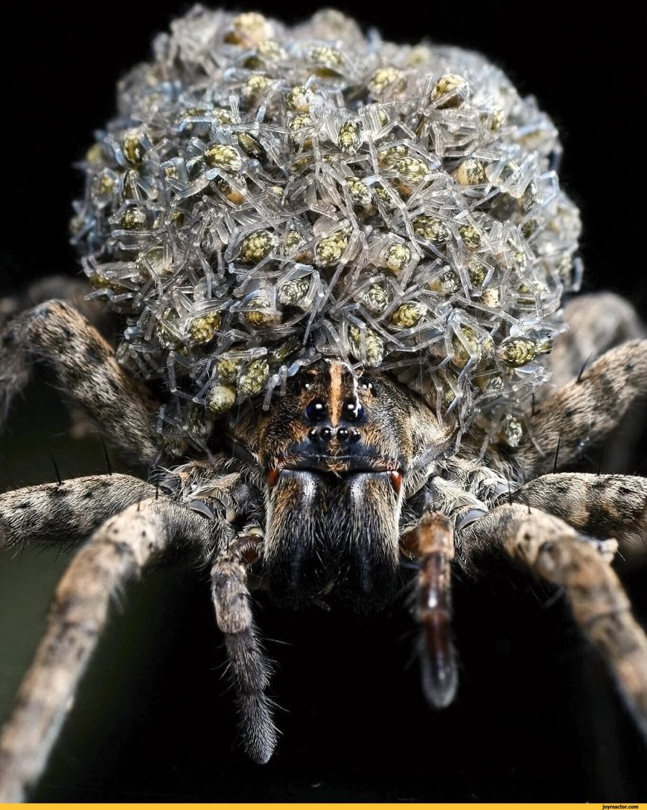 Паучиха волк с паучатами