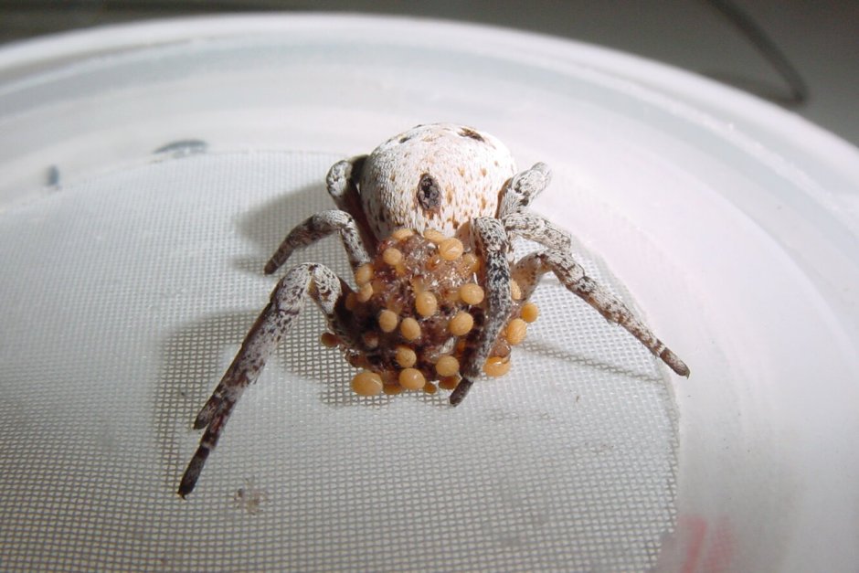 Самка паука Stegodyphus lineatus