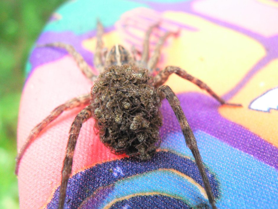 Паук для детей