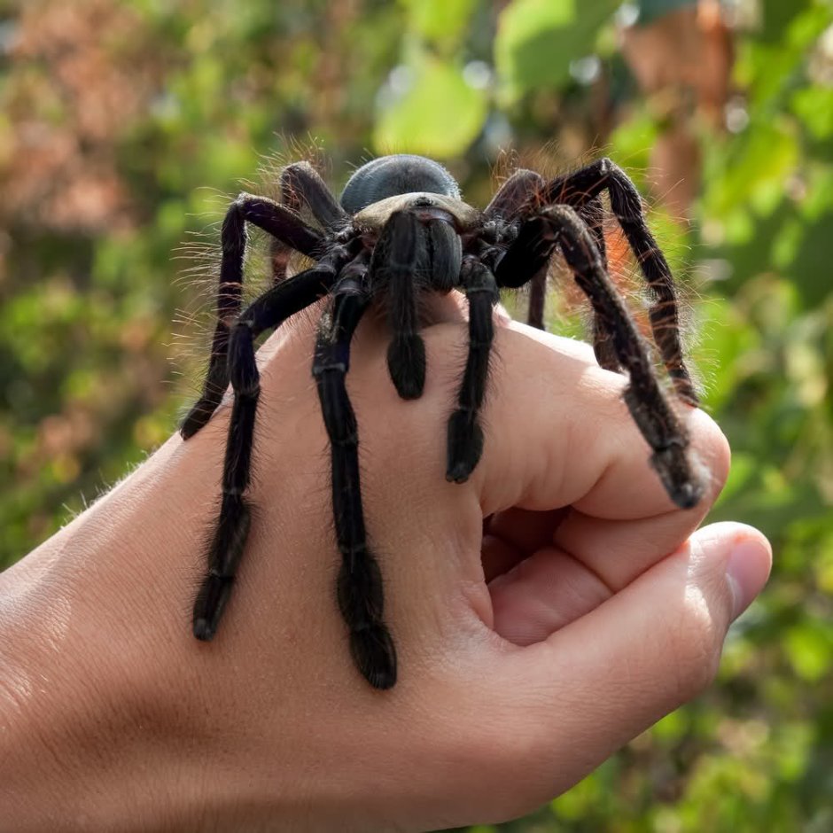 Паук Тарантул птицеед