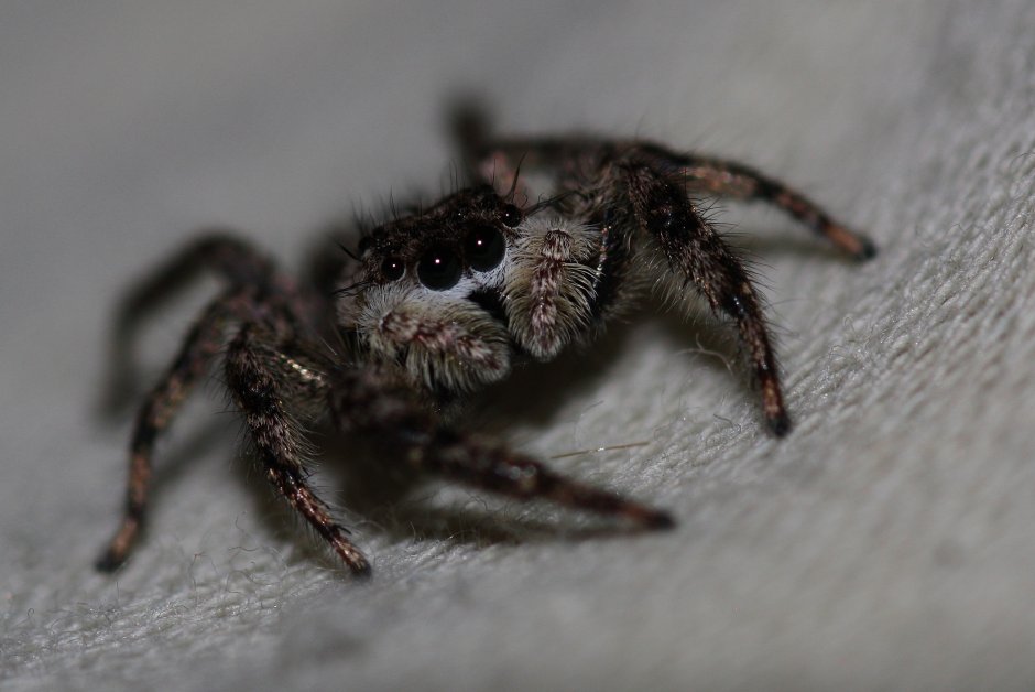 Паук Мизгирь маленький