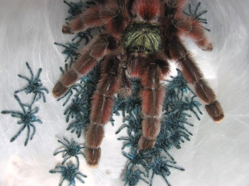 Паутина Avicularia versicolor
