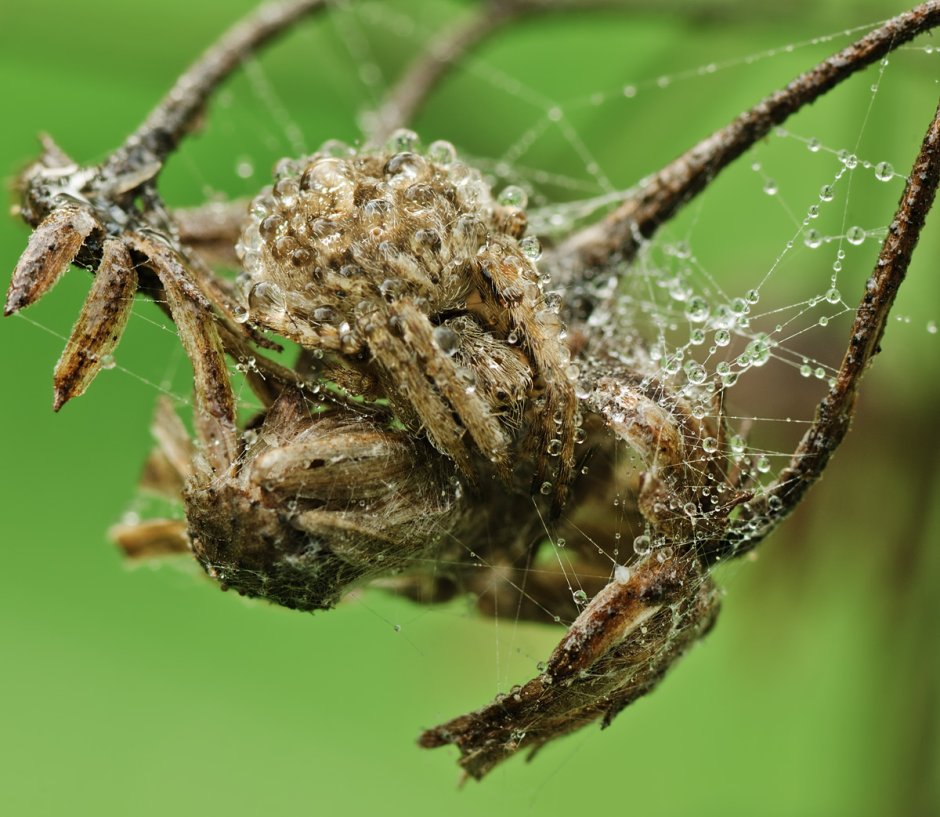 Паук Агриппина паучата